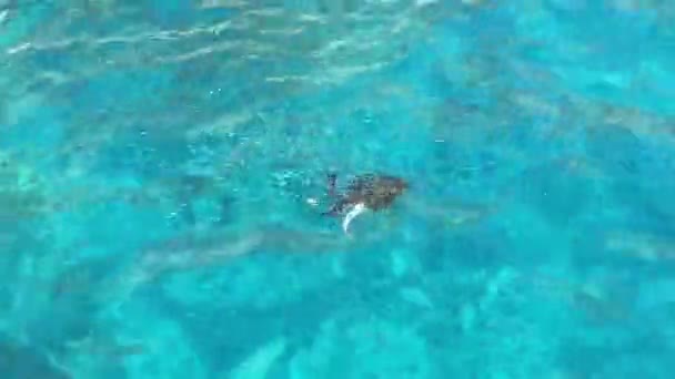 Die Meeresschildkröte schwimmt im türkisfarbenen, transparenten Meerwasser. Blick von oben — Stockvideo