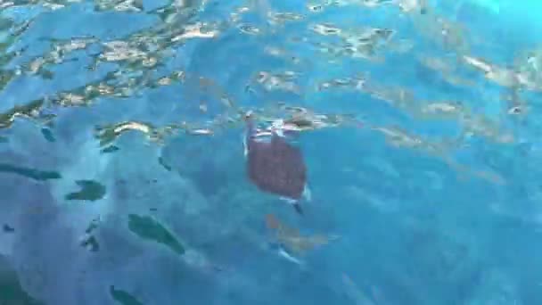 A tartaruga marinha flutuando na água do mar clara e transparente perto do barco. Vista de cima — Vídeo de Stock