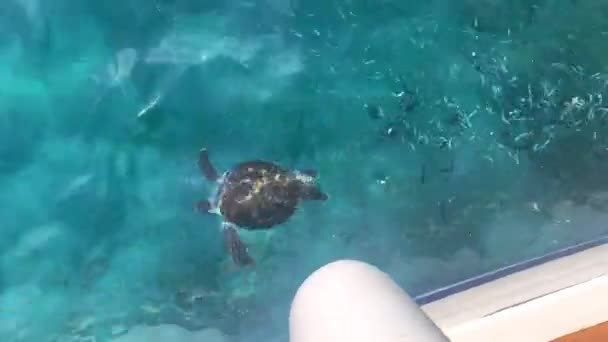 Морська черепаха плаває у прозорій, прозорій морській воді біля човна. Вид зверху — стокове відео