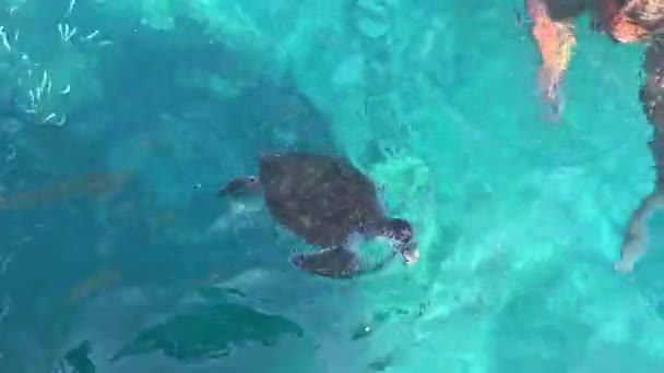 De zeeschildpad eet in het heldere, transparante zeewater. Uitzicht van bovenaf — Stockvideo