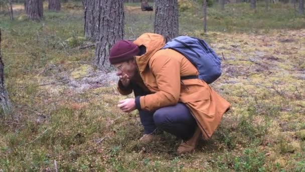 Hombre comiendo bayas en el bosque. Un hombre con mochila caminando en el bosque de otoño — Vídeos de Stock