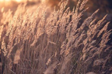 Pampas Çimi rüzgârda hareket ediyor. Dışarıda gün batımının güzel ışığında kuru kamış. Yumuşak odak, bulanık arkaplan