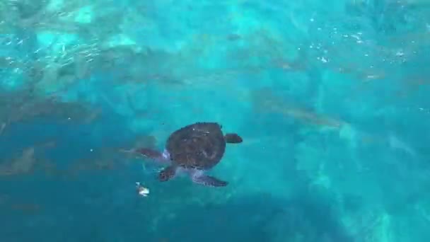 Deniz kaplumbağası berrak, şeffaf deniz suyunu yiyor. Yukarıdan görüntüle — Stok video