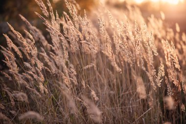 Pampas Çimi. Dışarıda gün batımının güzel ışığında kuru kamış. Yumuşak odak, bulanık arkaplan