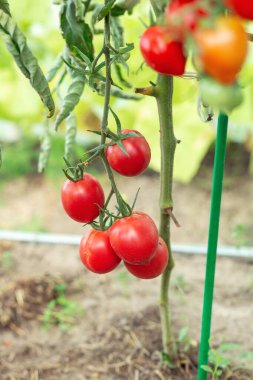 Serada sarmaşıkta asılı duran olgun kırmızı domatesler. Bir serada domates yetiştirmek.