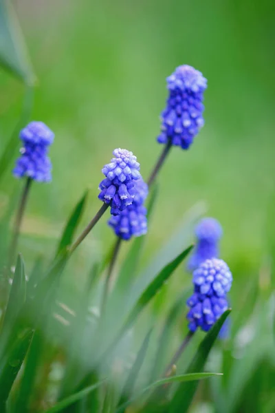 Uva jacintos ou muscari azul no jardim de primavera. Fundo bonito bokeh, ao ar livre, close-up. Foco suave — Fotografia de Stock