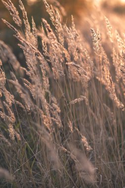 Pampas Çimi. Dışarıda gün batımının güzel ışığında kuru kamış. Yumuşak odak, bulanık arkaplan