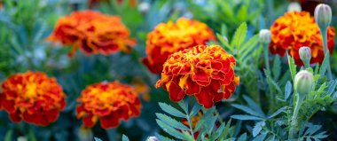 Close-up of beautiful marigold flowers in the garden. Gardening and floriculture concept. Soft focus