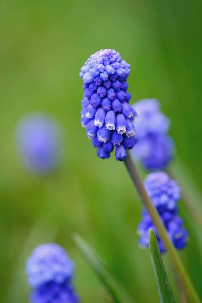 Hroznové hyacinty nebo modré muškarní na jarní zahradě. Krásné pozadí bokeh, venku, zblízka — Stock fotografie