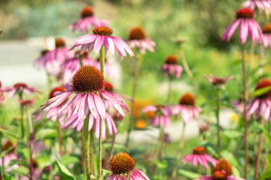 Bahçede Echinacea purpurea. Bağışıklığı arttırmak için tıbbi çiçek. Seçici odak