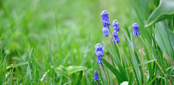 Muscari armeniacum. Modrý hrozen Hyacinth kvete v zahradě. Krásné jarní pozadí — Stock fotografie