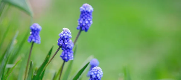 Voorjaarsspandoek van prachtige druivenhyacinten. Muscari bloemen in de voorjaarstuin. Landschap panorama, kopieerruimte — Stockfoto