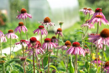 Bahçede Echinacea purpurea. Bağışıklığı arttırmak için tıbbi çiçek. Seçici odak