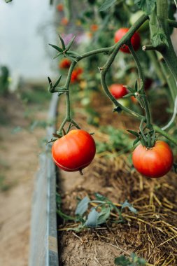 Serada olgunlaşmış domatesler. Daldaki iki domatesin yakın çekimi. Çiftçilik, bahçıvanlık.