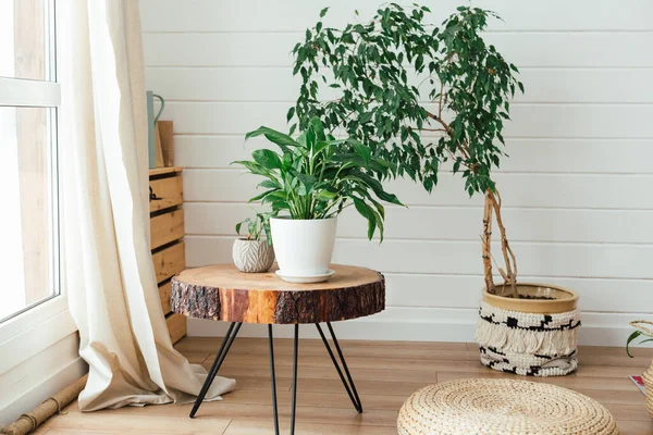 Modern interior with plants on wooden table. Cozy interior in boho style. Real photo Stock Photo