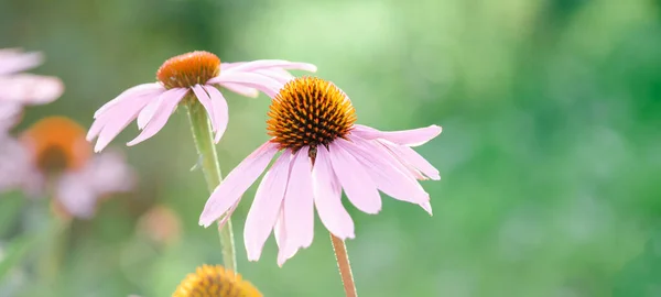 Echinacea Purpurea vagy rózsaszín Coneflower a kertben. Nyári virág háttér. Szelektív fókusz. Vízszintes transzparens — Stock Fotó