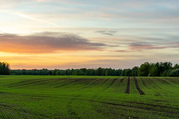 Green Farmland Meadow Countryside Dusk Sunset —  Fotos de Stock