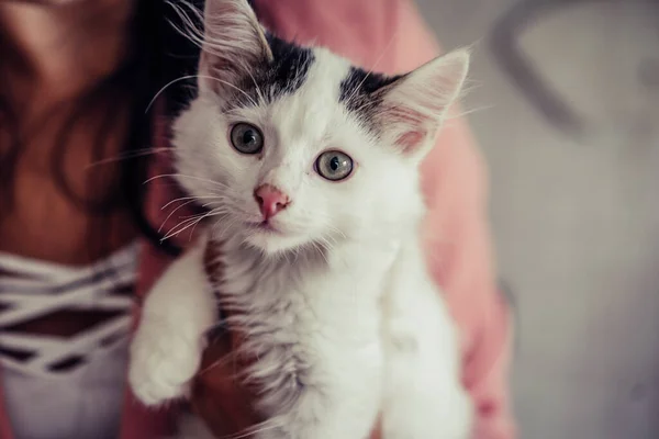 Primer Plano Gato Doméstico Blanco Con Manchas Negras —  Fotos de Stock