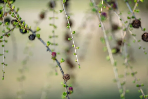 Blooming Larch Tree Branches Abstract Blurry Background Copy Space — стокове фото