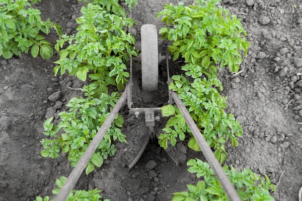 Hilling aardappelen — Stockfoto