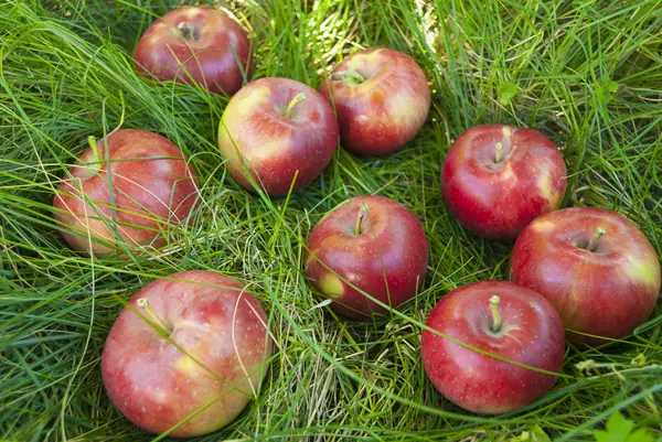 Apples in the grass — Stock Photo, Image