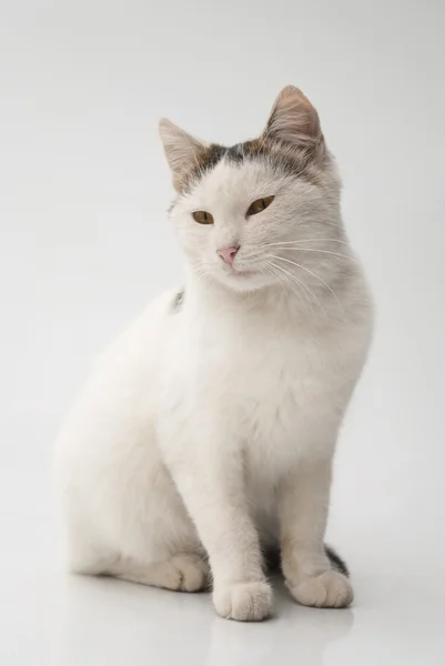 Porträtt av en vit katt — Stockfoto