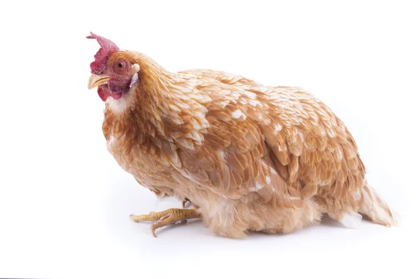 Imbir kurczaka — Zdjęcie stockowe