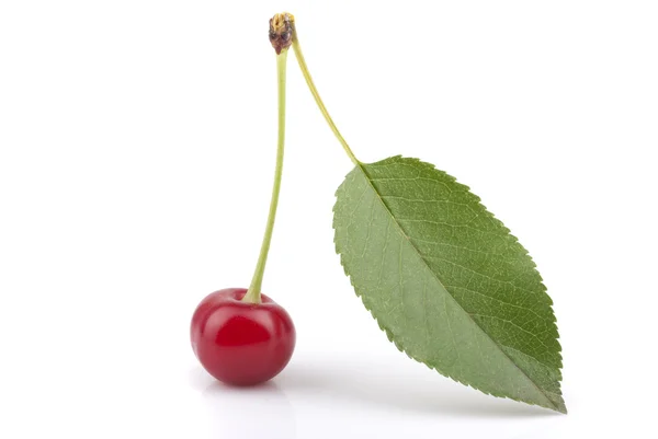Red cherry with leaf — Stock Photo, Image