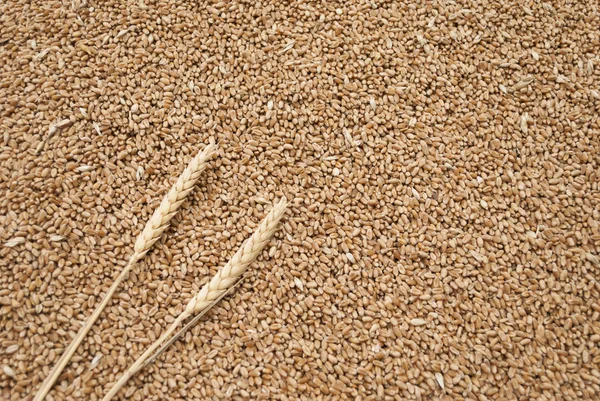 Hojas de grano y trigo —  Fotos de Stock