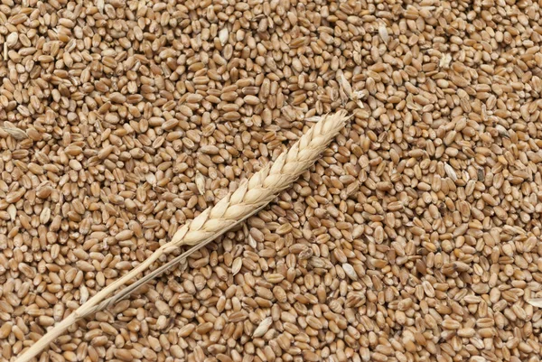 Orelha de milho e trigo . — Fotografia de Stock
