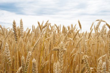 buğday alan bir arka planda gökyüzü.