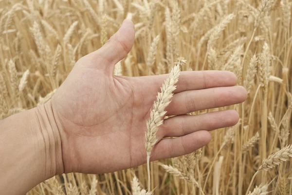 Orejas de trigo a la mano —  Fotos de Stock