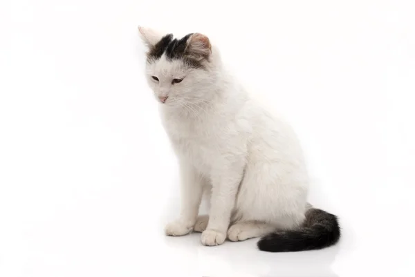 Portrait d'un chat blanc — Photo