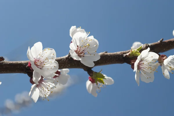 Flowering branch of apricot — Stock Photo, Image