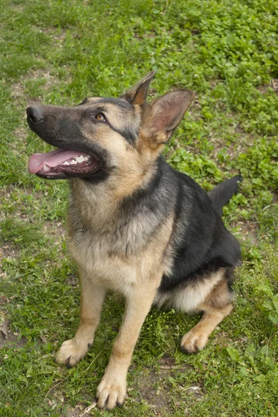 German Shepherd. — Stock Photo, Image