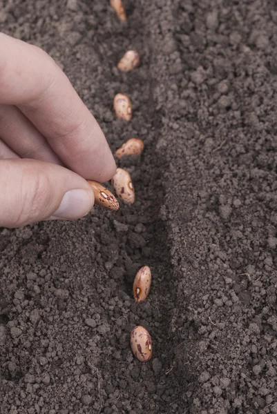 Close-up van een hand van de mannetjes planten Boon zaden — Stockfoto