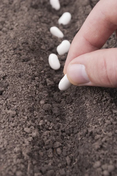 Closeup of a males hand planting bean seeds — Stock Photo, Image