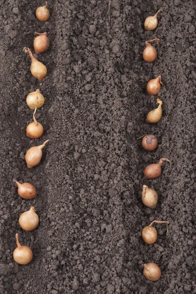 Cebollas de primavera en el suelo . —  Fotos de Stock