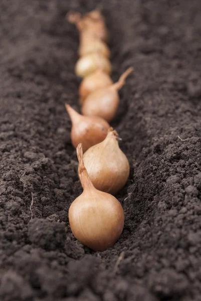 Cebollas de primavera en el suelo . — Foto de Stock