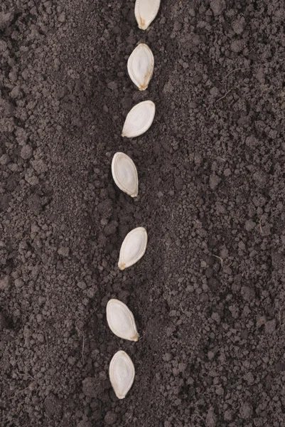 Семена тыквы в земле . — стоковое фото