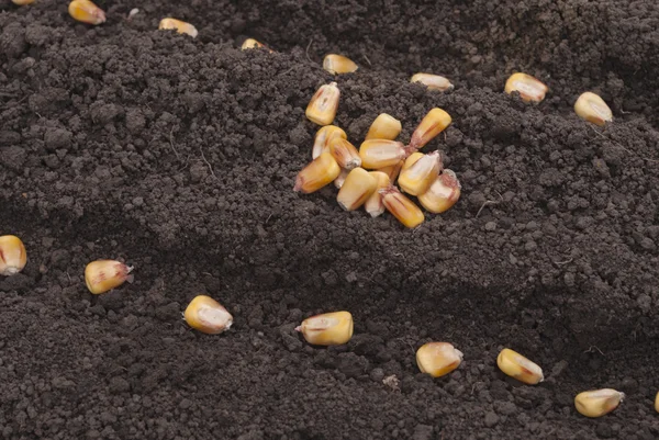 Semillas de maíz plantadas en el suelo en el jardín . — Foto de Stock