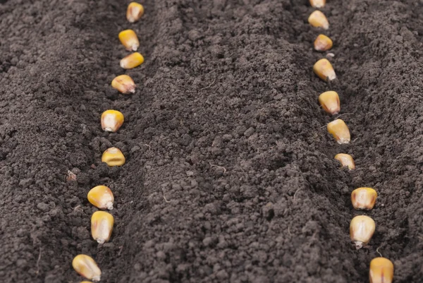 Семена кукурузы, посаженные в земле в саду . — стоковое фото