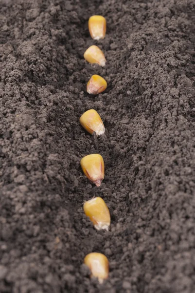 Maïs zaden geplant in de grond in de tuin. — Stockfoto