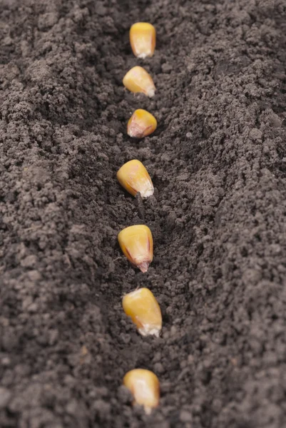 Semillas de maíz plantadas en el suelo en el jardín . — Foto de Stock