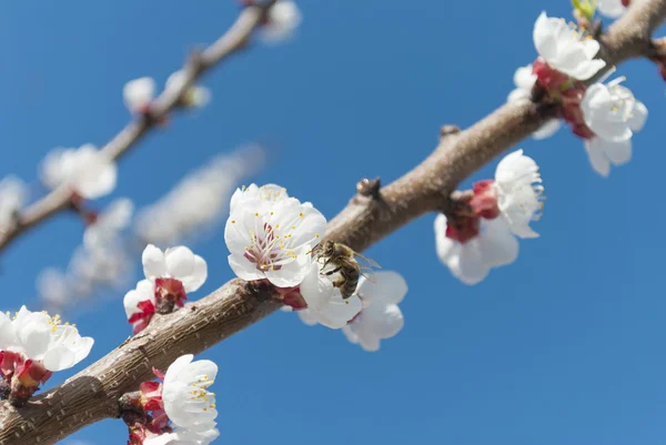 Branch of a blossoming apricot on background of sky. — Stock Photo, Image