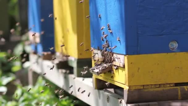 Apiario, enjambre de abejas en la entrada de la colmena . — Vídeos de Stock