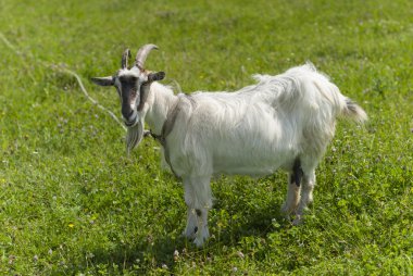 keçi mera üzerinde.