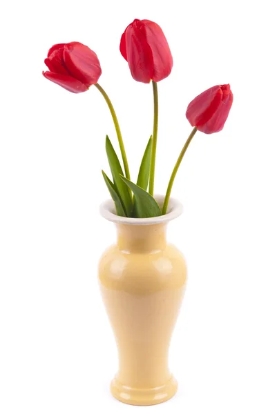 Tulipas em um vaso em um fundo branco . — Fotografia de Stock