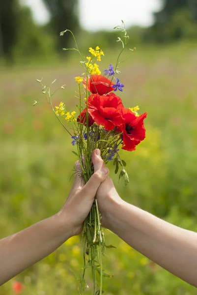 Les mains des femmes tiennent des fleurs sauvages . — Photo