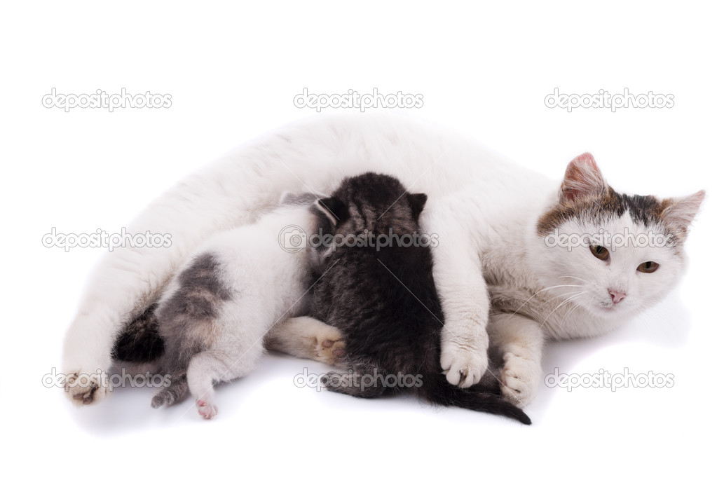 Cat feeding kittens.